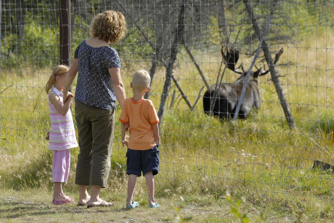 Family at the Yukon wildlife preserve looking at a moose