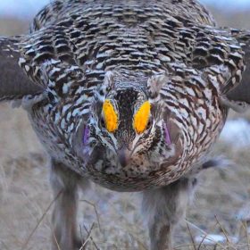 Courtship displays of Sharp-Tailed Grouse are becoming harder to find with habitat loss
