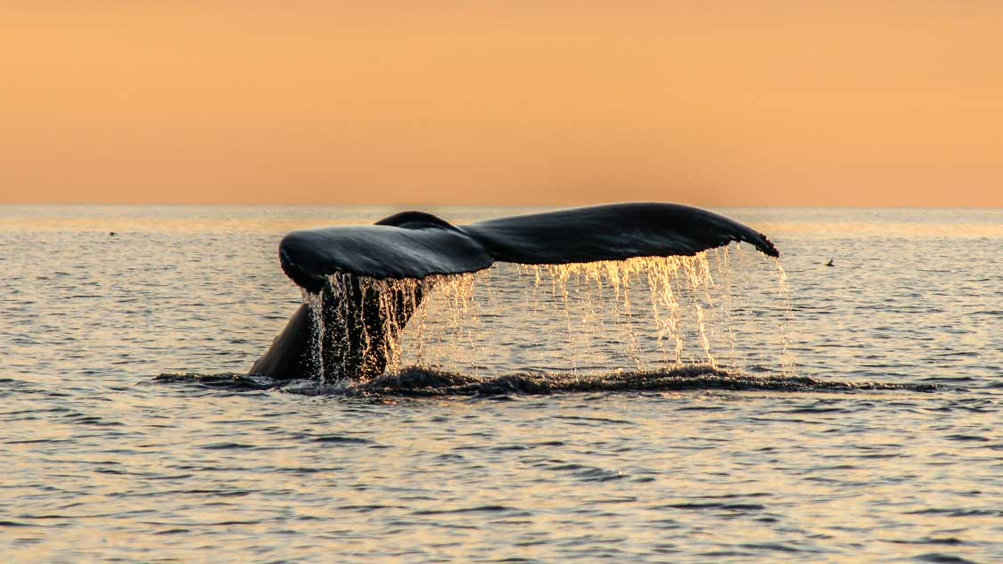 The best things to do in New Brunswick article showing a whale tail silhouetted by a sunset