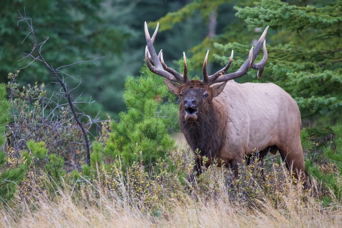 Bill elk bugling, Jasper National Park.