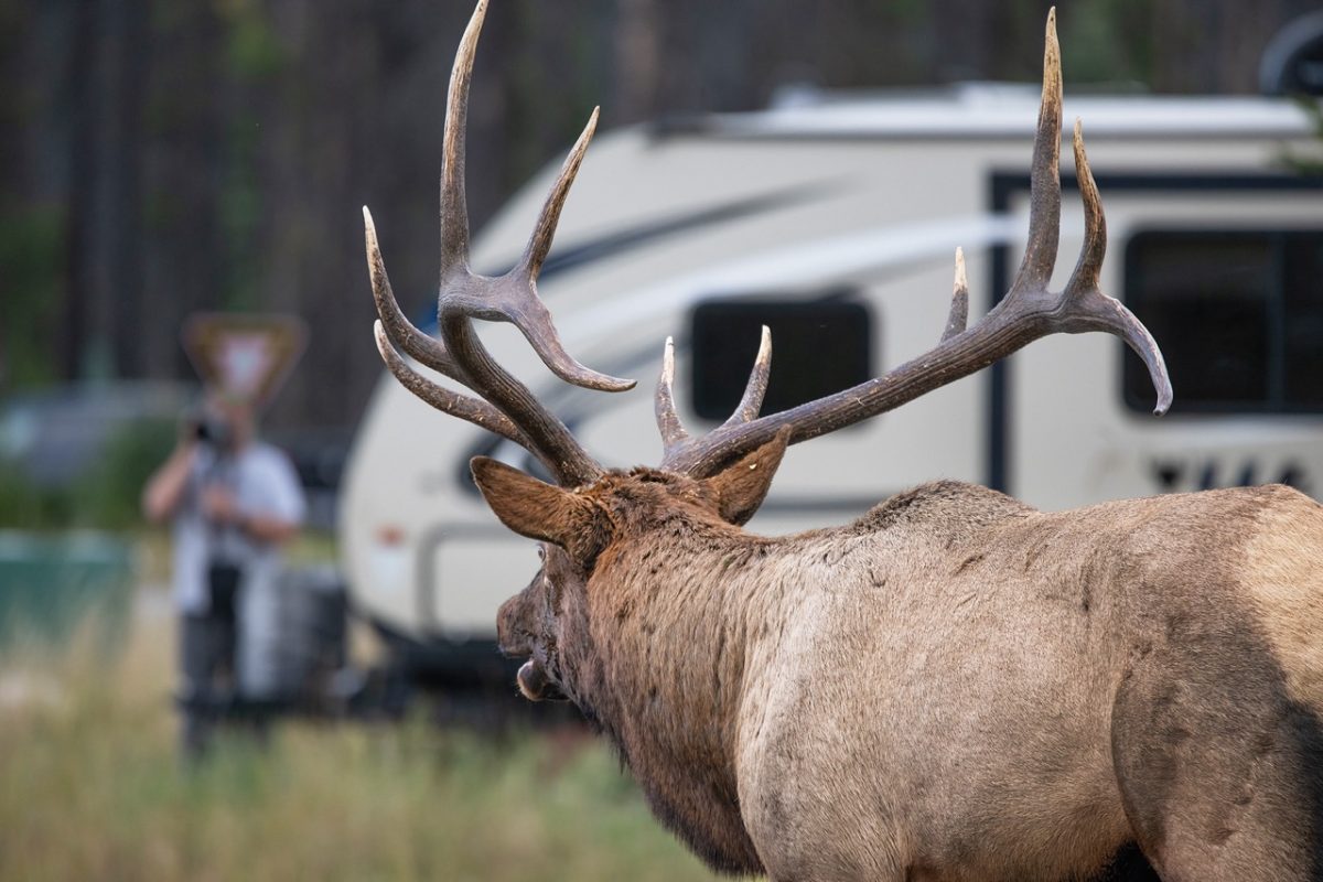 Elk in Whistlers Campground, Jasper National Park.
