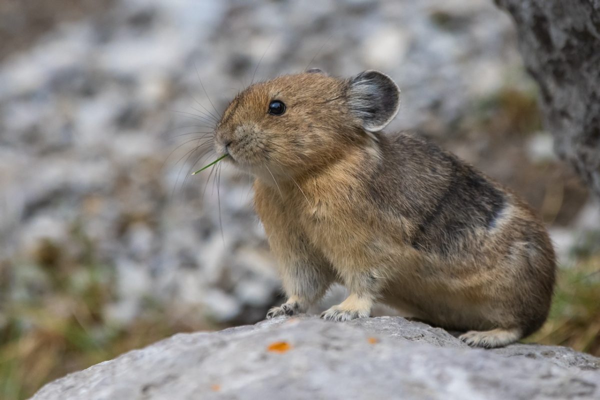 A pika in Jasper National Park.