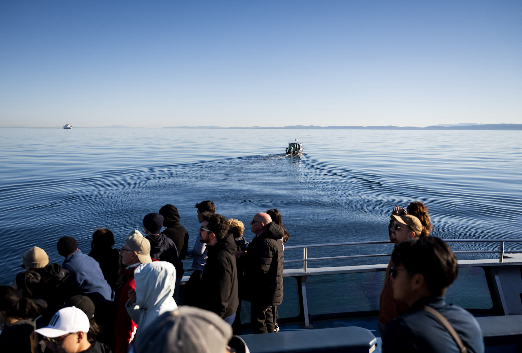 The Magic of Vancouver Whale Watching: An Unforgettable Adventure on ...