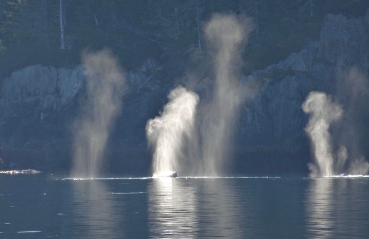 Canadian Whale Watching Humpbacks Blowing
