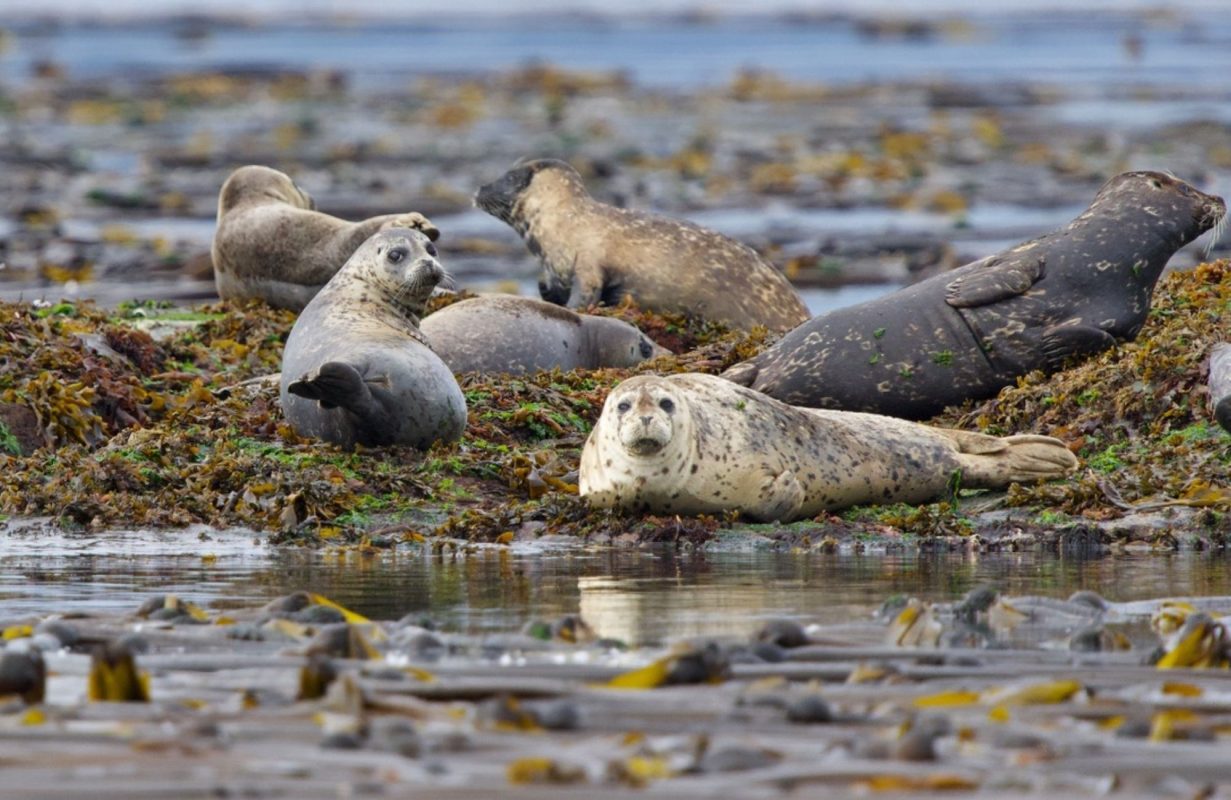 Canadian Whale Watching Harbour Seals