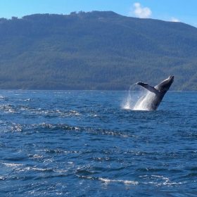 Northern Vancouver Island Wildlife