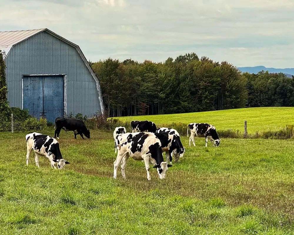 Dairy cows graze on grass outside a barn at Fromagerie La Station in Quebec's Eastern Townships